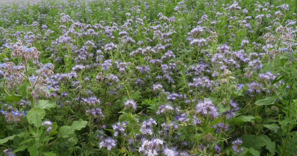 Tansy phacelia / Photo: Depositphotos