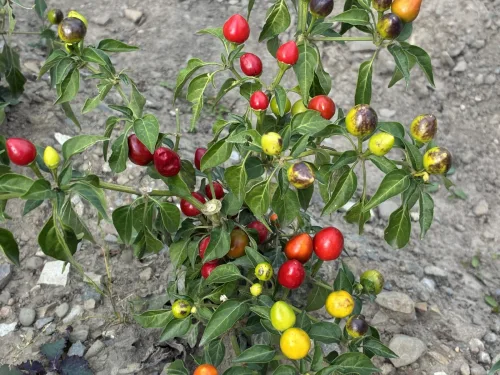 Peppers and Chillies Can Survive Winter With One Simple Trick for a Record Crop Next Year