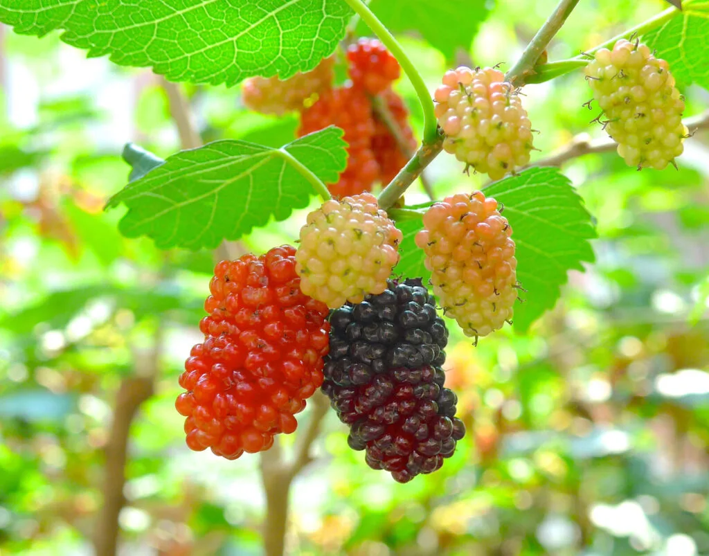 Moras de morera / Foto: Depositphotos