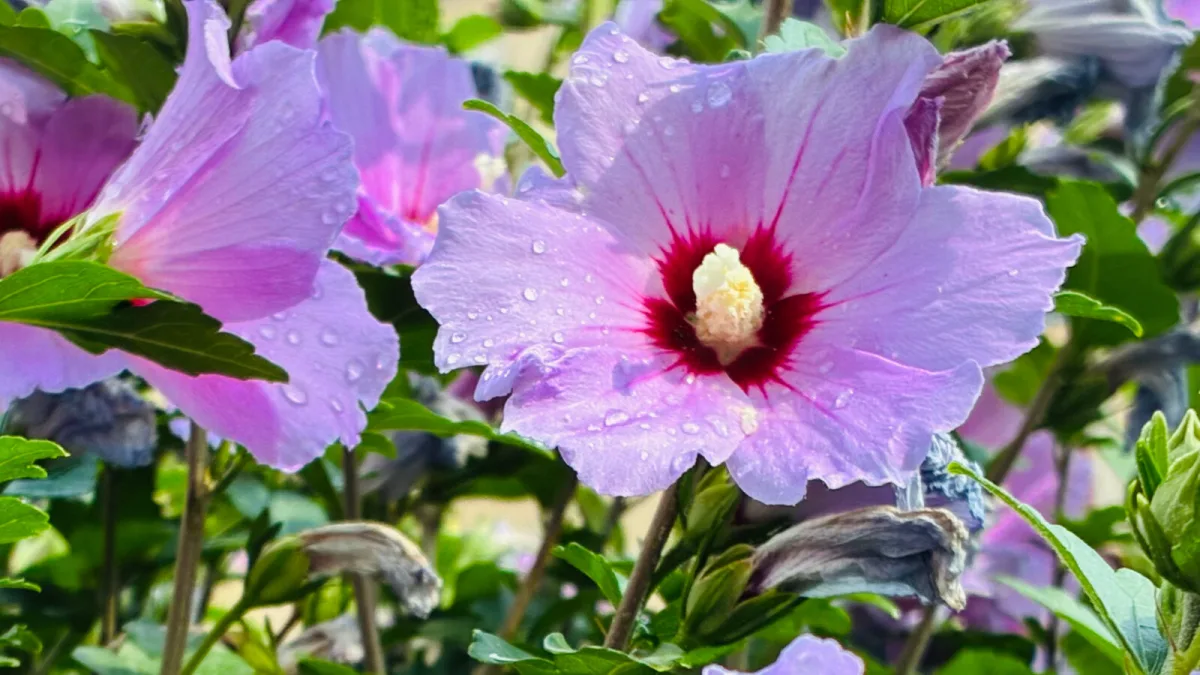 One wrong move after flowering and your hibiscus will stop blooming