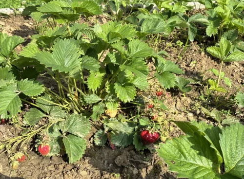 The Most Common Autumn Mistake with Strawberries That Leaves You with Hardly Any Fruit Next Year