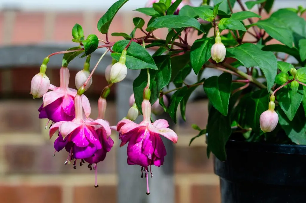 Fuchsia / Photo: Depositphotos