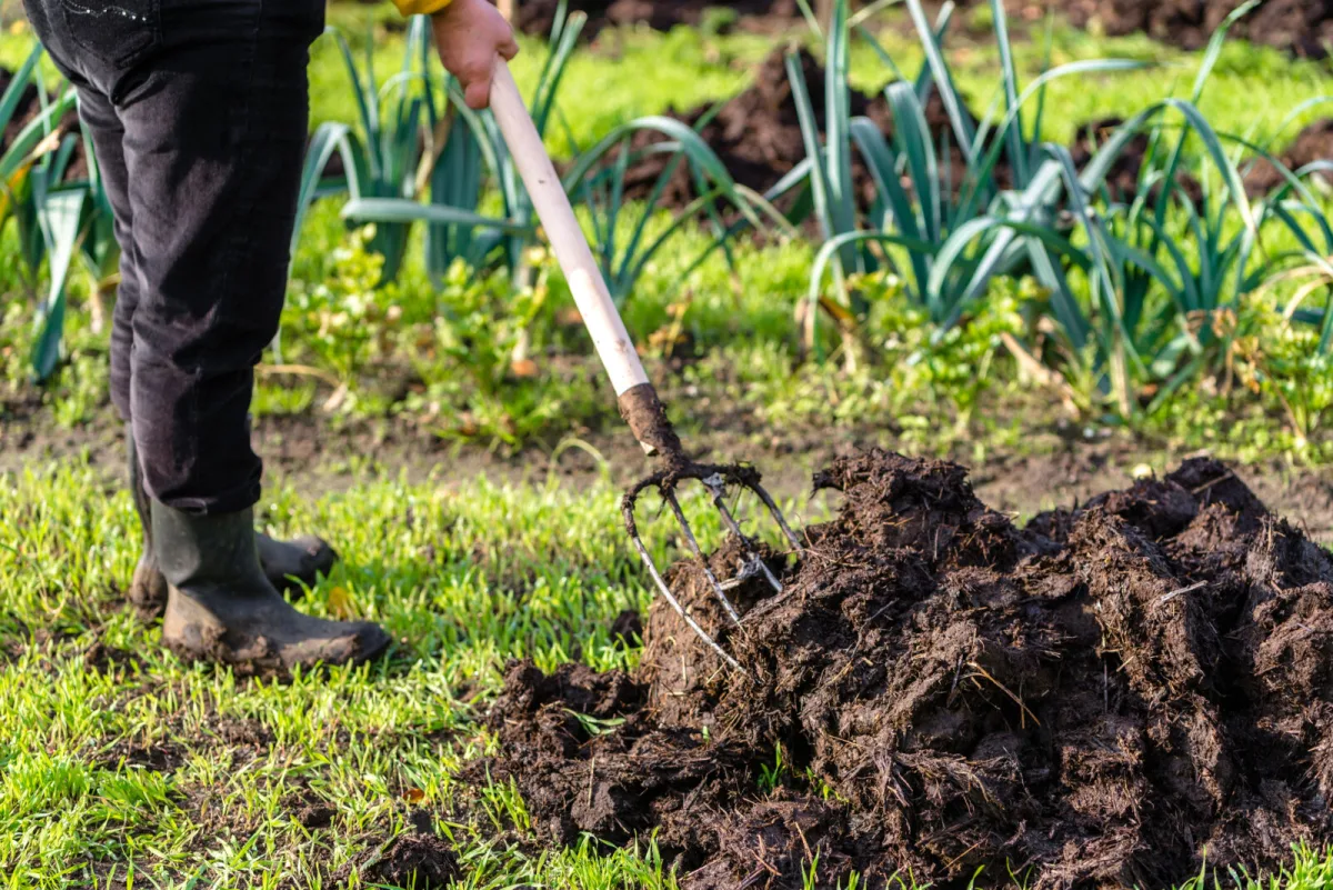 Fresh manure doesn’t belong near plants and can scorch roots and shoots