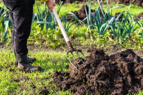 Fresh manure doesn’t belong near plants and can scorch roots and shoots
