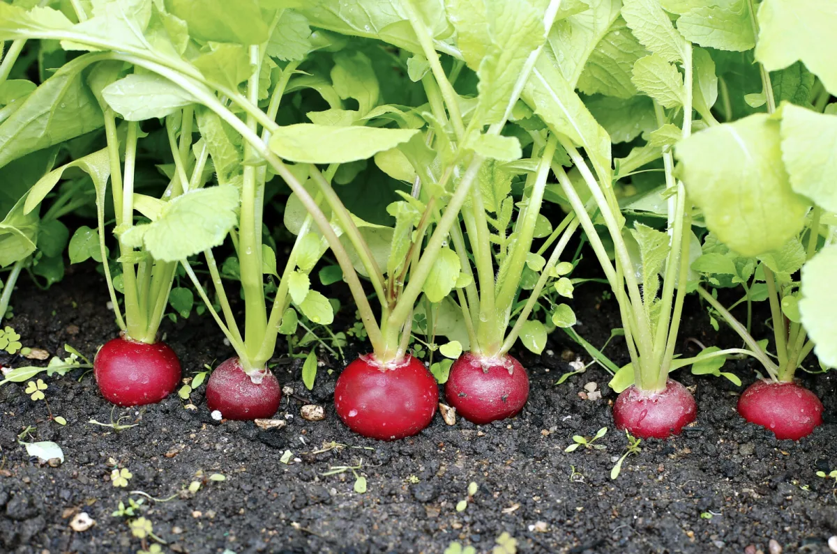 Harvest This Year Which Fast Vegetables to Sow in an Autumn Garden