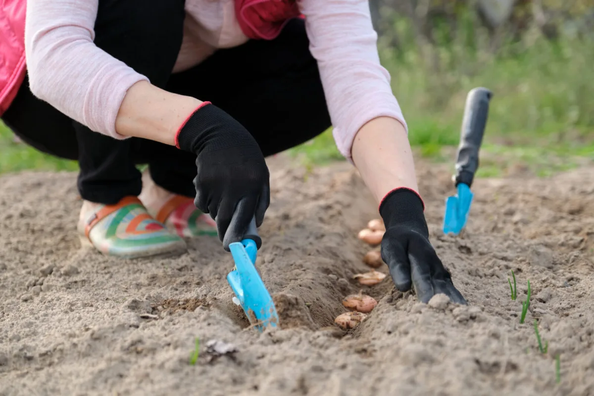 Planting bulbs / Depositphotos