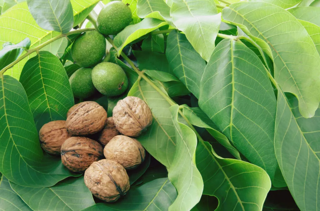 Walnut tree and walnuts