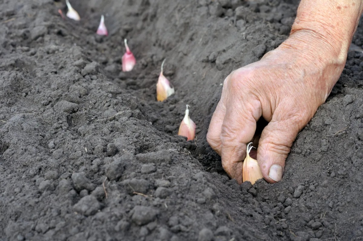 Garlic growers revealed the secret to big bulbs it starts with autumn planting