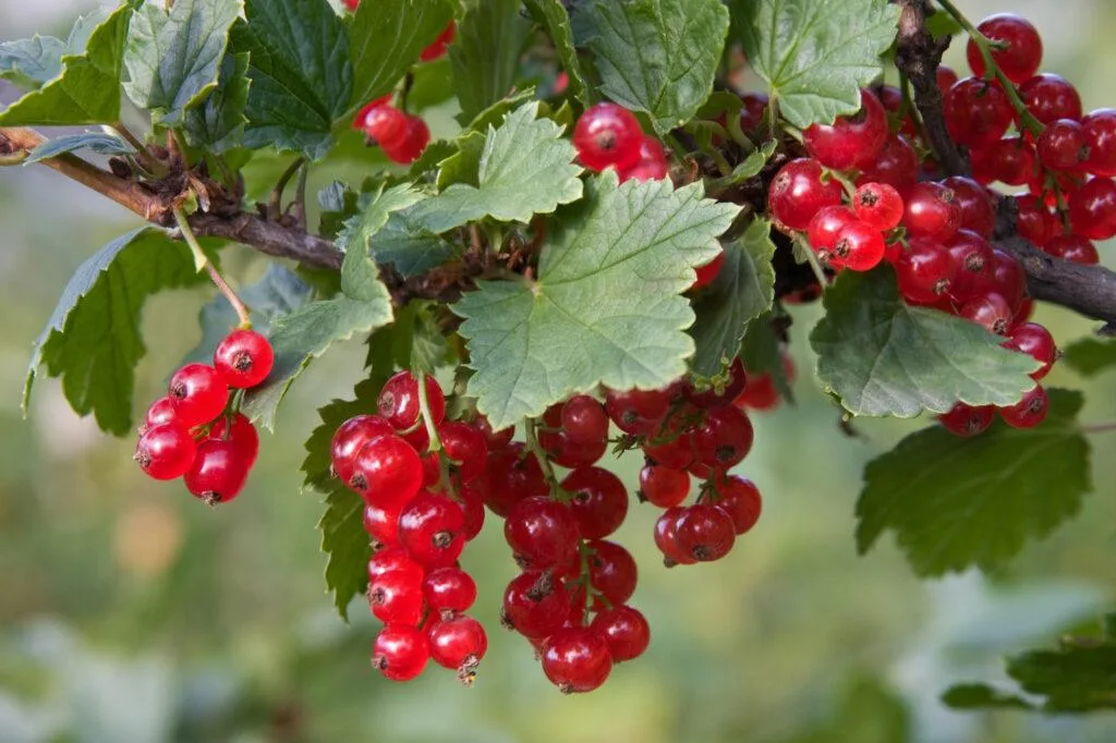 Redcurrants