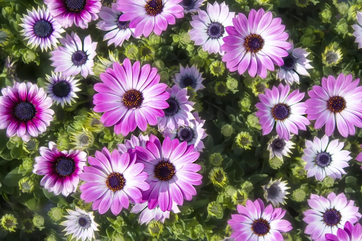 Chrysanthemums / Depositphotos
