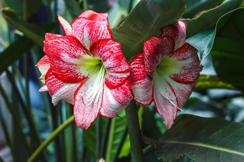 The Christmas Amaryllis That Can Bloom for Years but Most People Throw It Away After Flowering