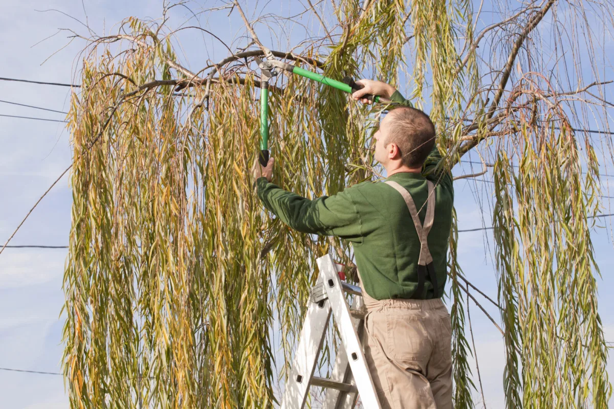 Is It Worth Pruning Willow in Autumn If You Missed Spring