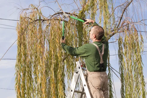 Is It Worth Pruning Willow in Autumn If You Missed Spring