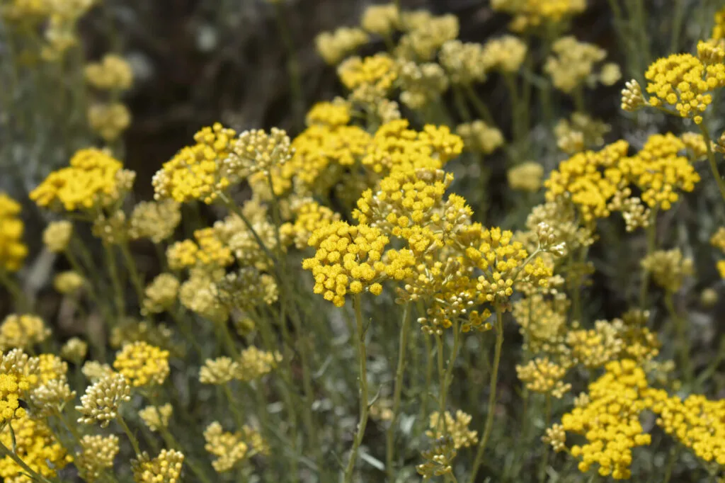 Curry plant / Photo: Depositphotos