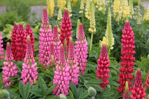 Llega a Chequia una planta agresiva que puede arrasar el jardín, se reconoce por sus flores
