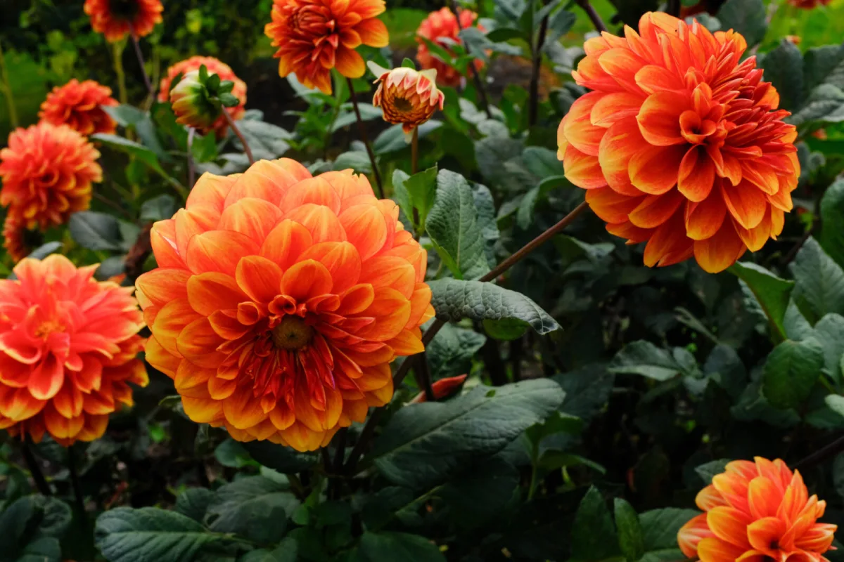 Georginer blomstrer fra sommer til høst men dette må du ikke gjøre