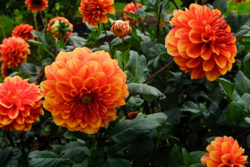 Dahlia blomstrer fra sommer til efterår men én ting må du ikke gøre