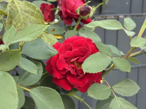 Fall Rose Planting Can Be a Trap, One Detail on the Plant Determines Survival