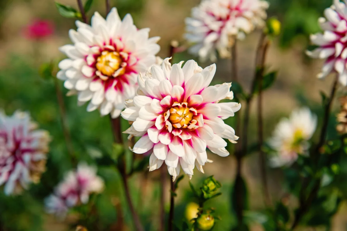 Georginer (Dahlia) / Foto: Depositphotos