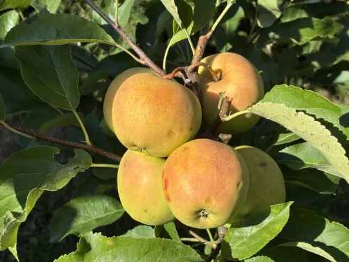 How to Harvest and Store Apples Properly So They Keep as Long as Possible