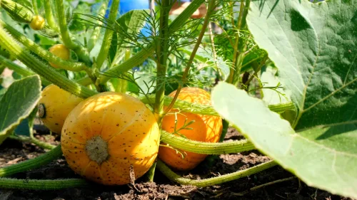 Las calabazas de tu propio huerto pueden ser tóxicas y lo notarás por una sola señal