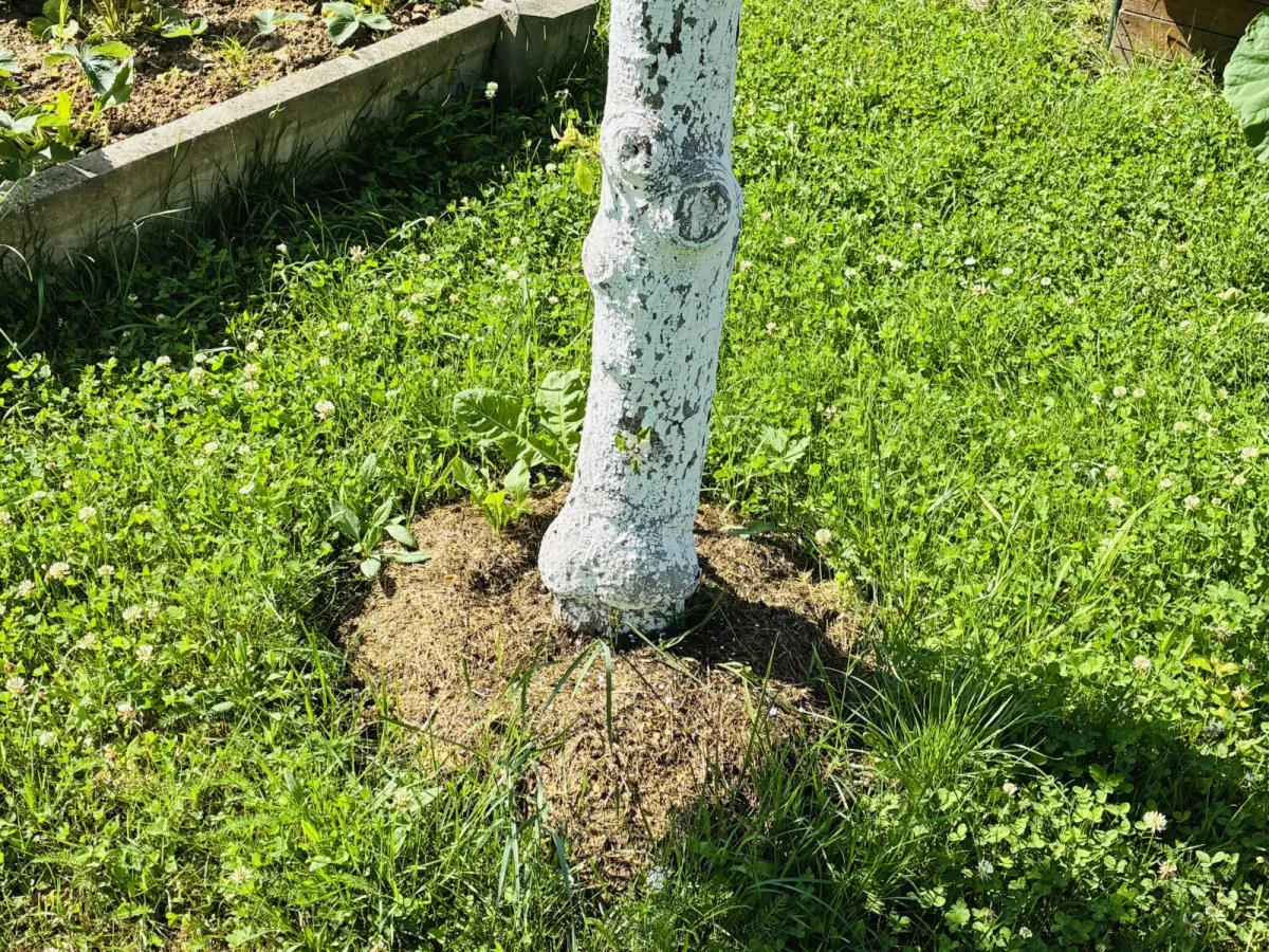 Mulching a tree / Photo: Pestrazahrada