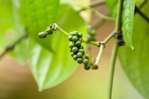 Growing your own fresh peppercorns on the windowsill is possible with patience