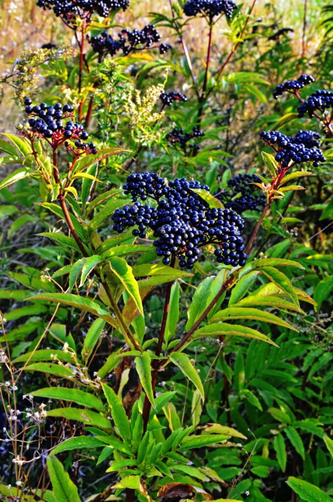 Dwarf elder / Photo: Depositphotos