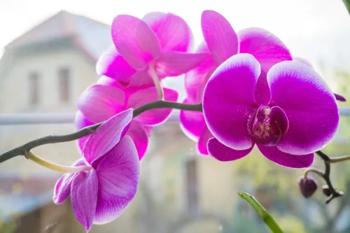 Proper Fall Feeding Helps Orchids Bloom but One Mistake Can Ruin It