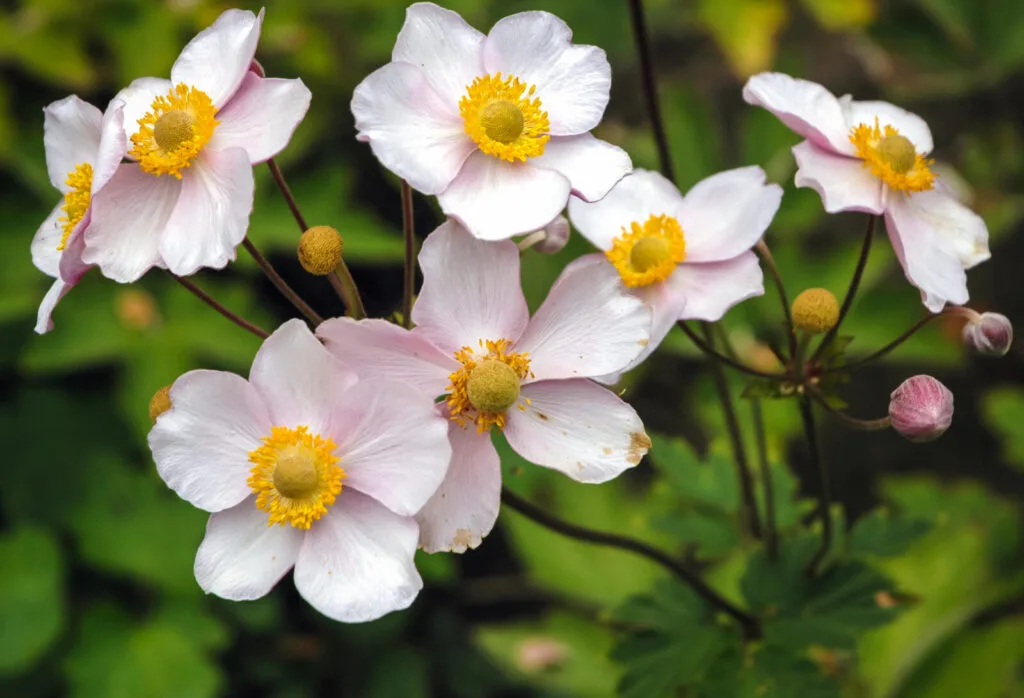 Japanese anemone / Depositphotos