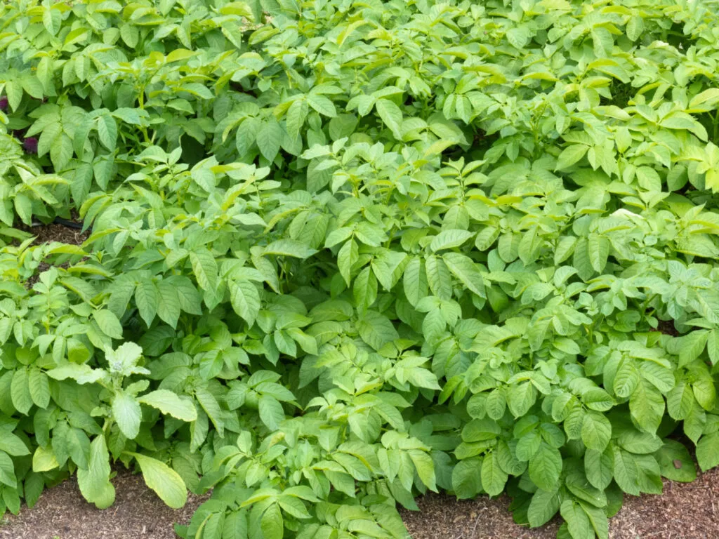 Potatoes / Depositphotos
