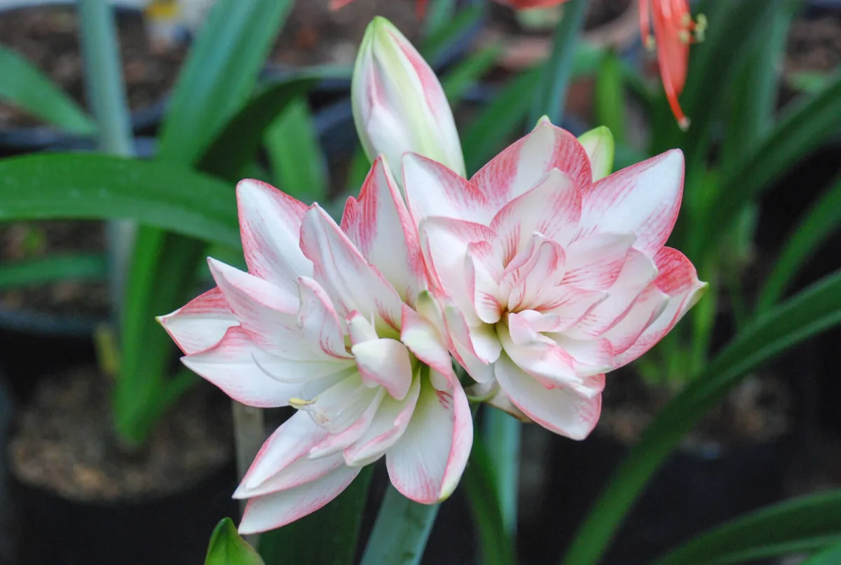 Amaryllis / Depositphotos