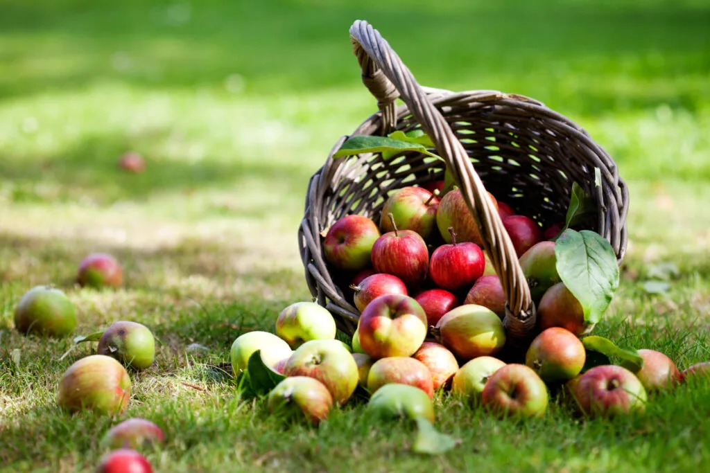 A spilled basket of apples / Photo: Depositphotos