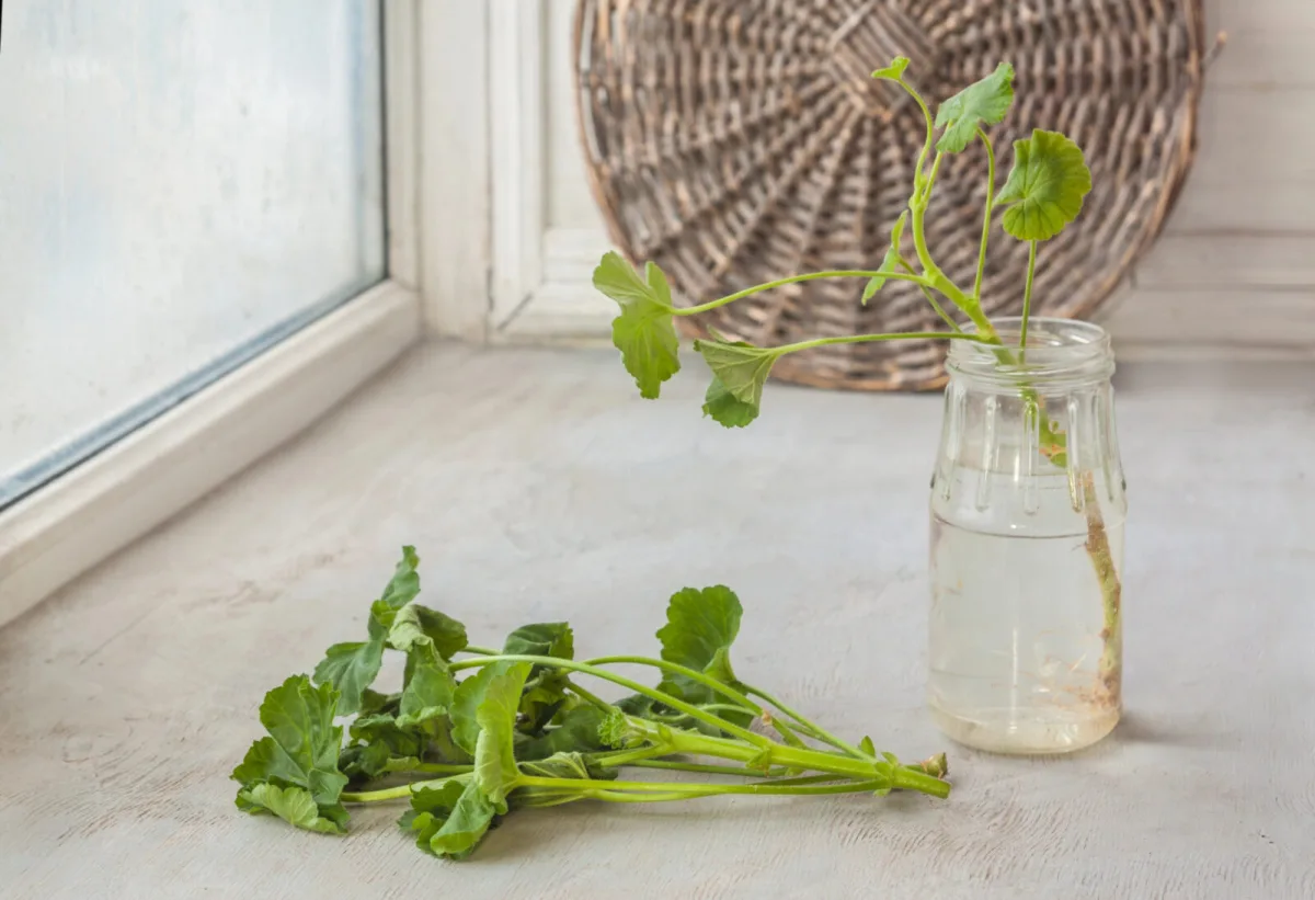 Pelargonium cuttings / Photo: Depositphotos