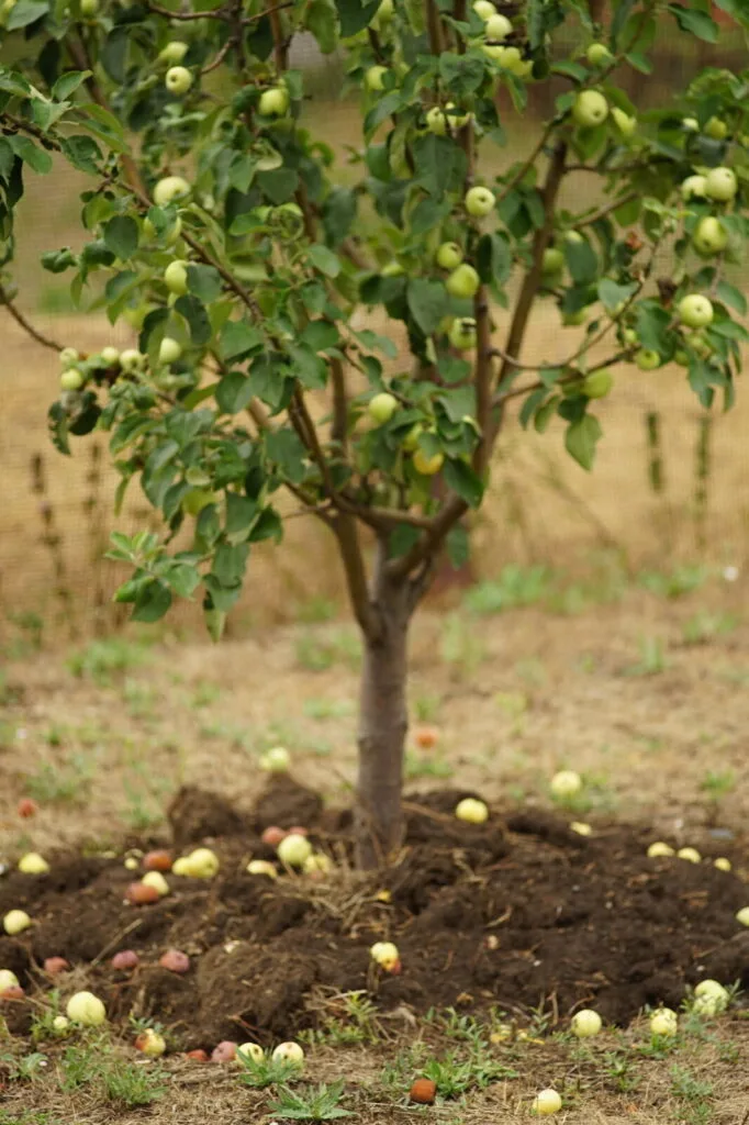 Pommier avec des pommes d’été