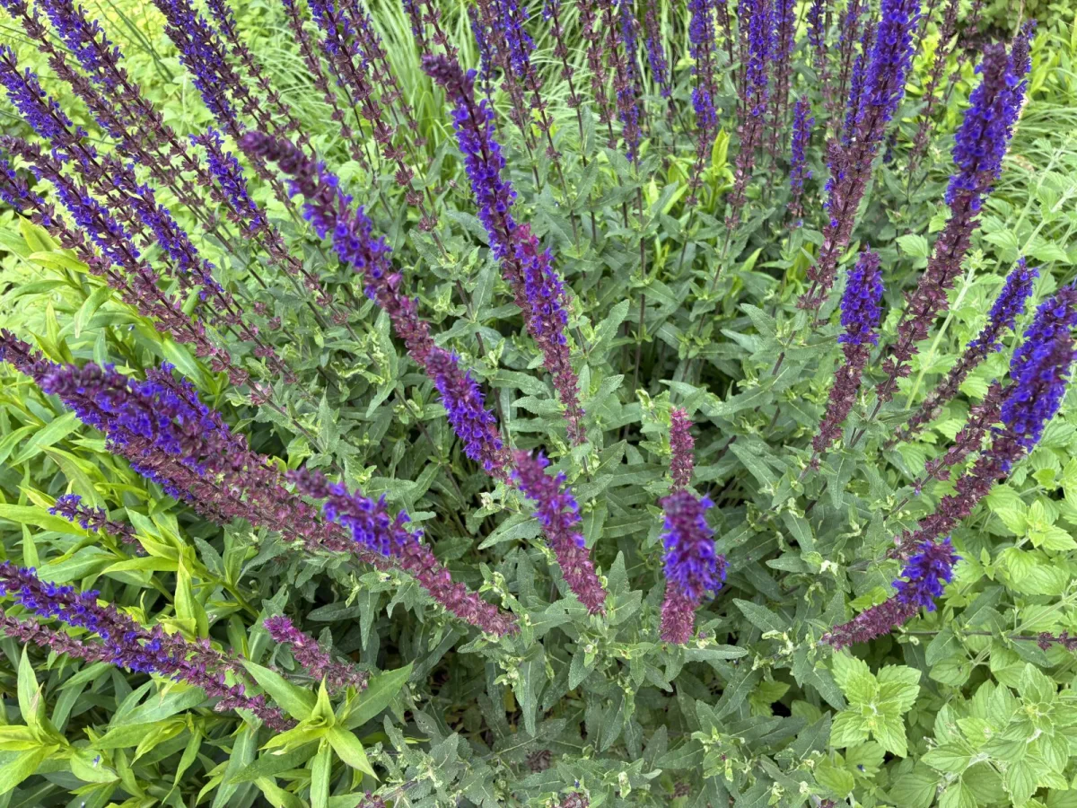 Salvia / Photo: Pestrazahrada.cz