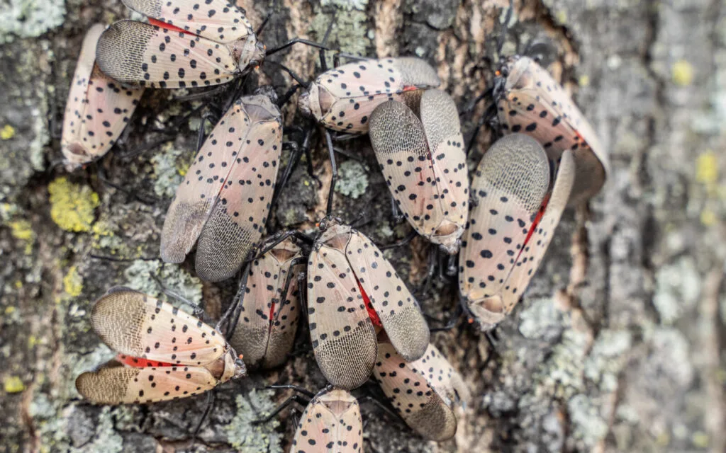 Lycorma delicatula / Photo: Depositphotos