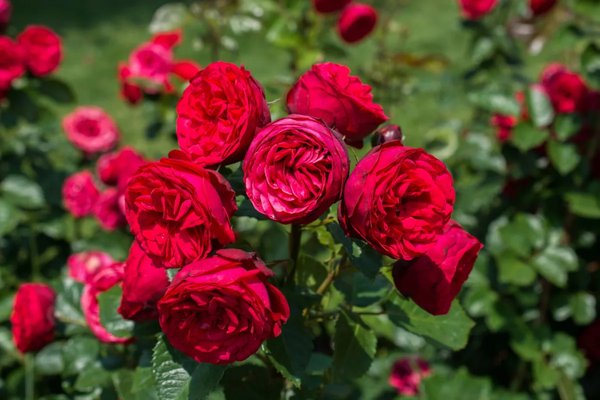 Multiplier facilement des rosiers par bouturage à la maison et remplir le jardin de fleurs presque gratuitement
