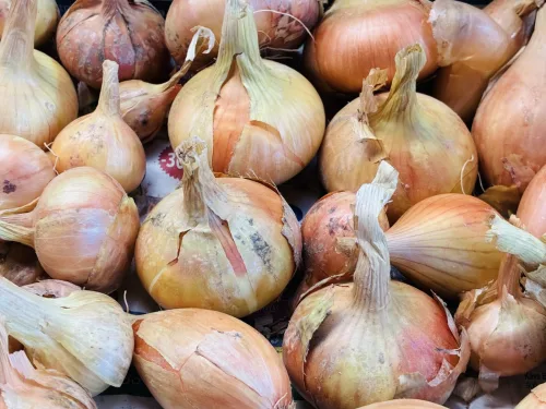 Two Mistakes When Harvesting Onions Can Cut Your Supply by Months
