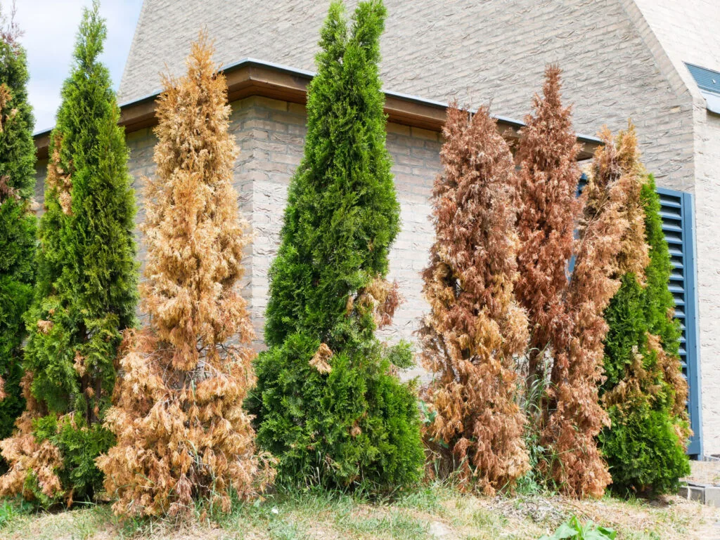 A browned thuja