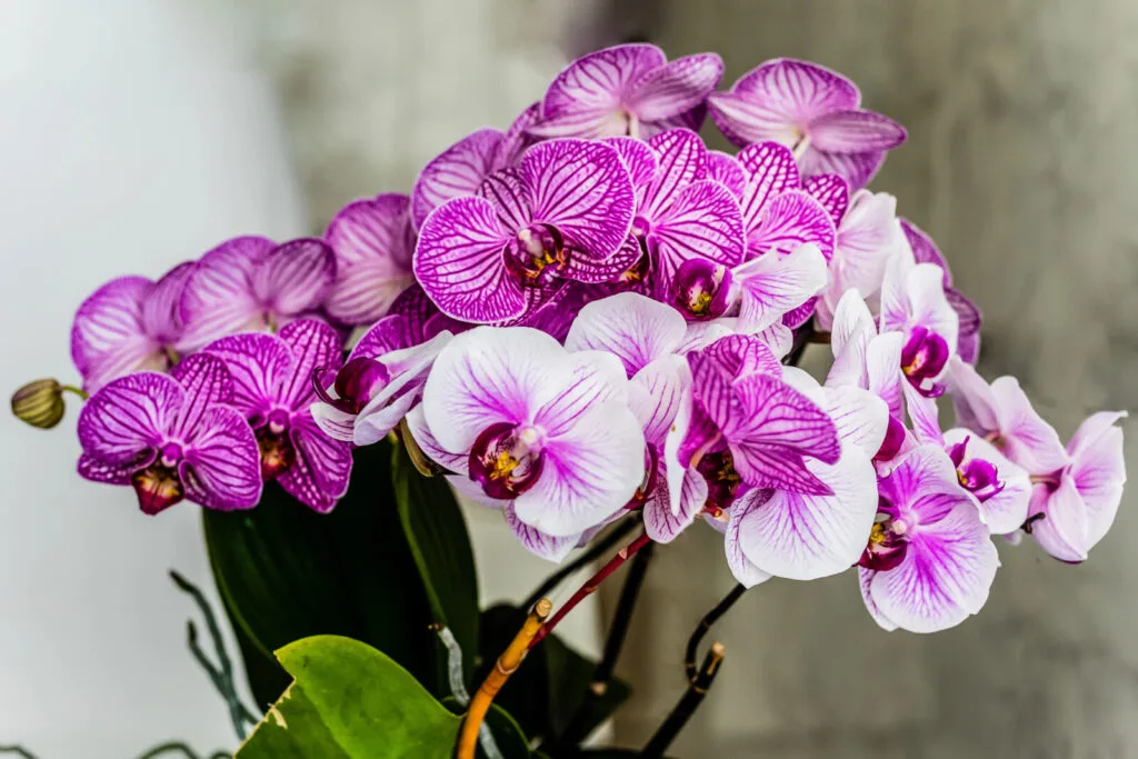 Orquídea Phalaenopsis / Depositphotos