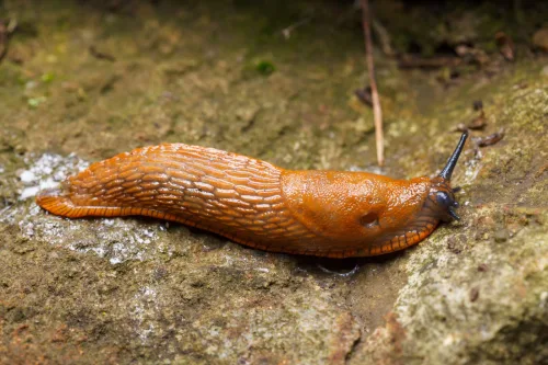 Stop the spring slug battle before it starts