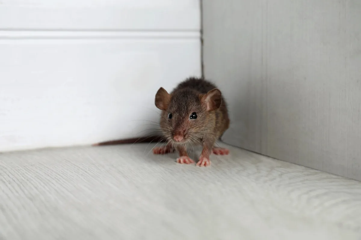 Bay Leaves Can Help Deter Mice If You Use Them Correctly