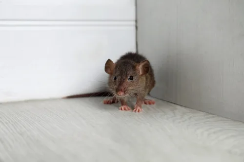 Bay Leaves Can Help Deter Mice If You Use Them Correctly