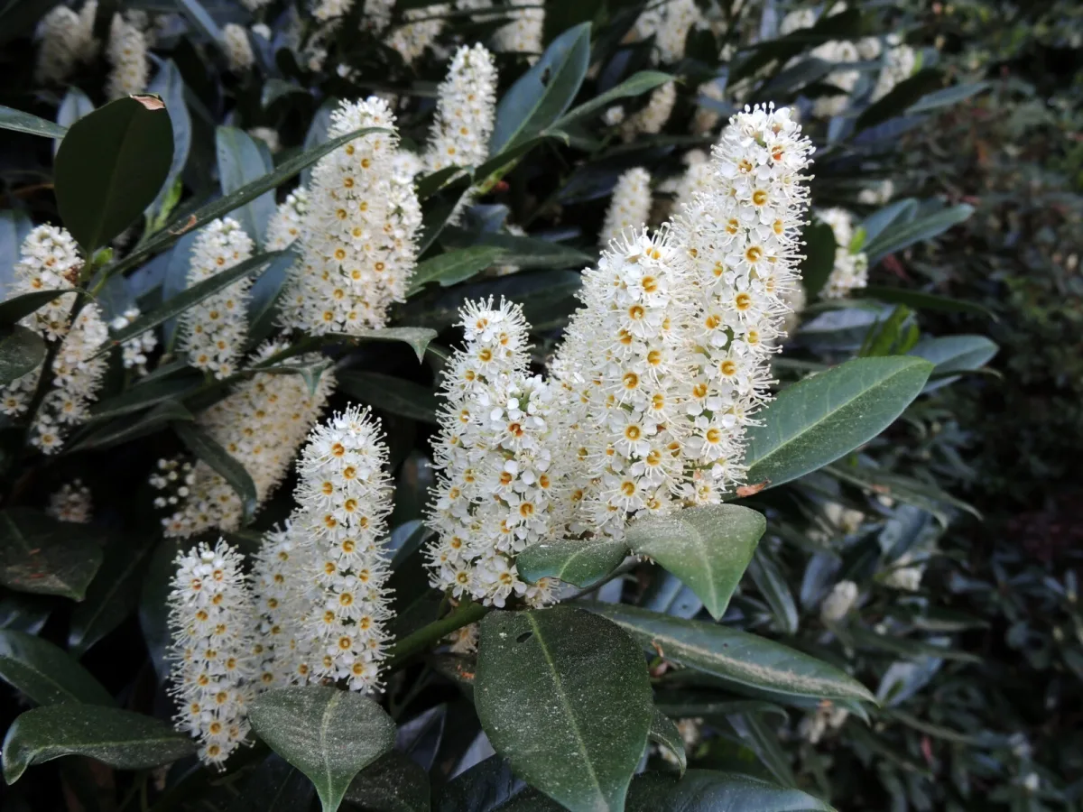 A Suíça proibiu a planta que os checos adoram nos jardins, importar é tabu