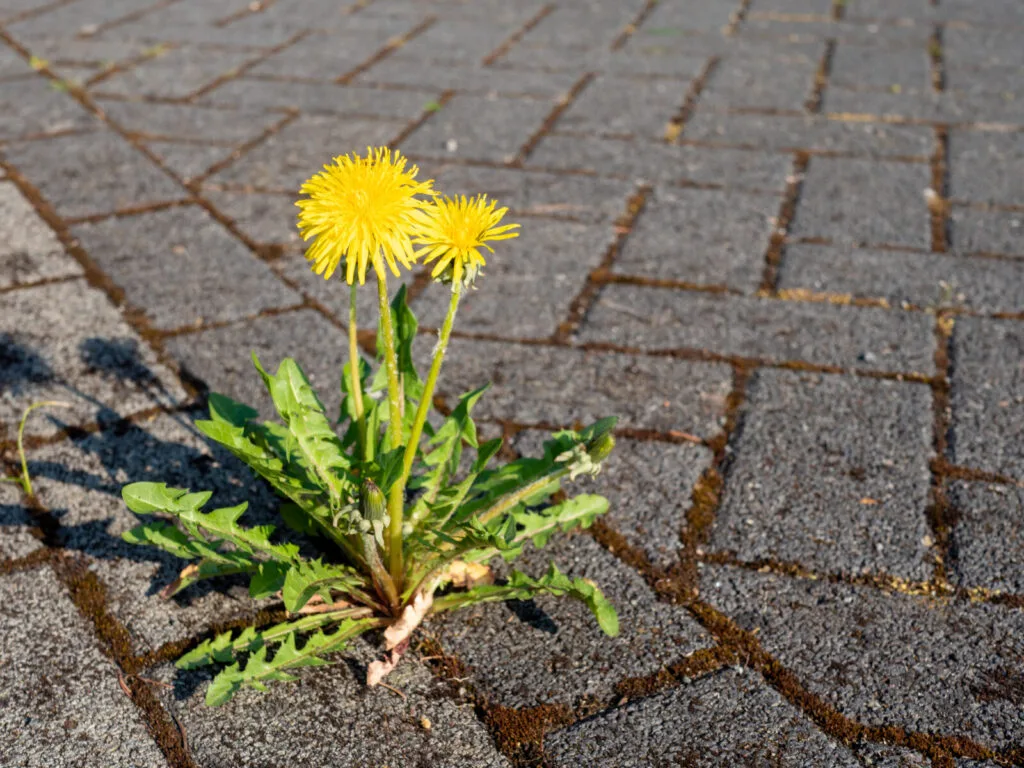 Weeds in paving / Photo: Depositphotos