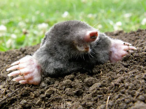 Fighting moles tempts you into a quick fix that can put you on the wrong side of the law