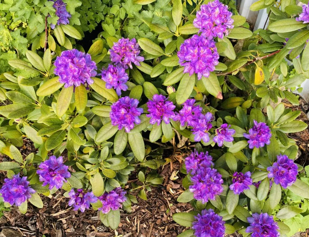 Rododendro / Foto: Pestrazahrada
