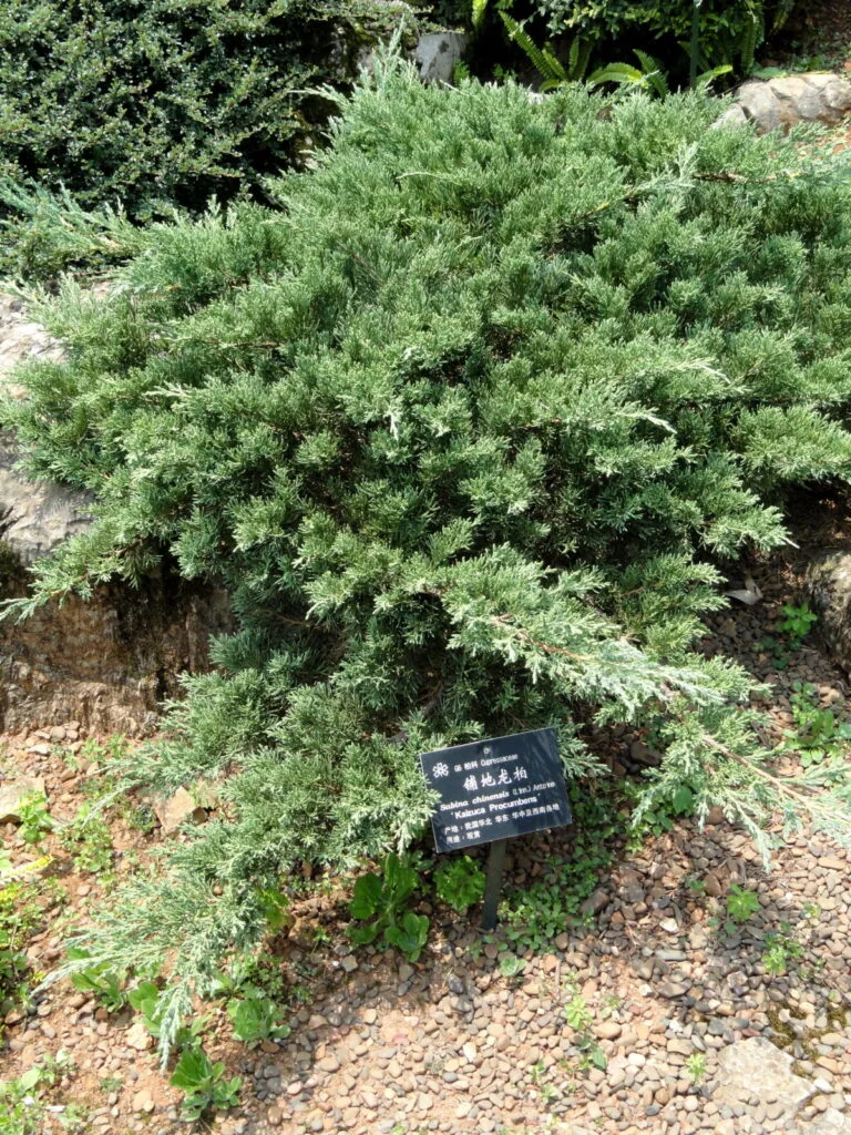 Chinese juniper / Photo: Daderot – Photograph is the author’s own work, Public domain, Wikimedia.org
