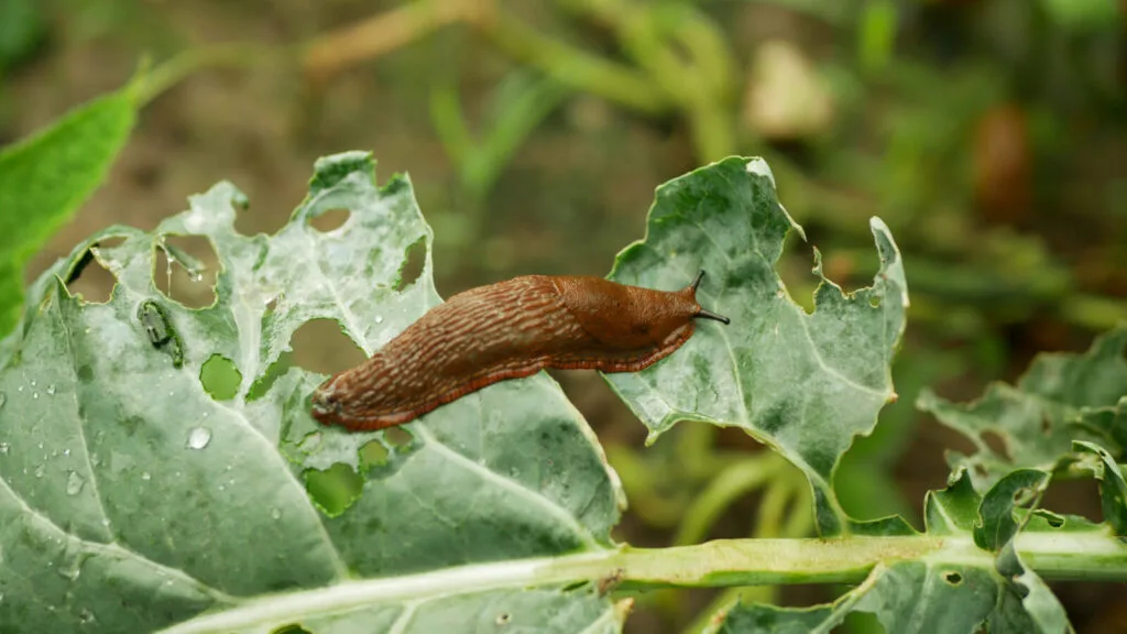 Slugs destroy the harvest / Photo: Depositphotos